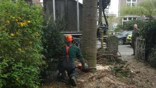 bomen rooien. bomen kappen. tuinontwerp. tuin tuinaanleg hovenier Hubert Mill en Sint  Oirschot Boxmeer Landerd Maasdonk Empel Geldrop-Mierlo